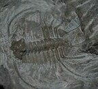 Boedaspis-trilobite1